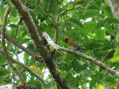 Caryothraustes poliogaster