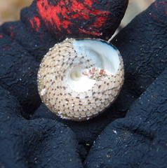 Trochus nigropunctatus