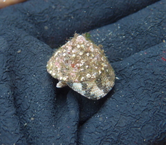 Trochus nigropunctatus