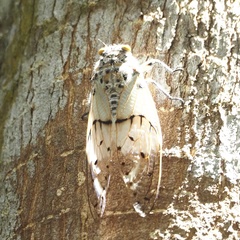 Ayuthia spectabile