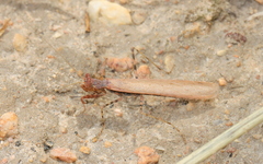Ligariella