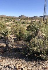 Nolina bigelovii