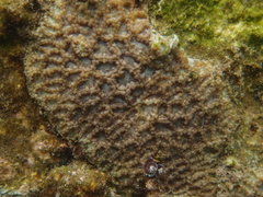 Micromussa indiana
