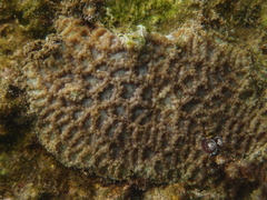 Micromussa indiana