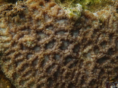 Micromussa indiana