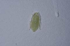 Petalocephala