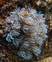 Sansibia