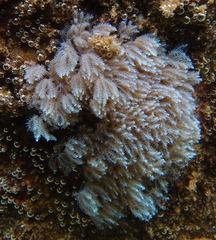 Sansibia