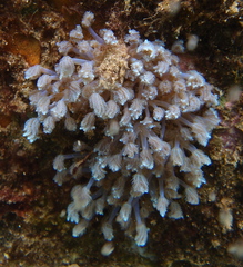 Sansibia