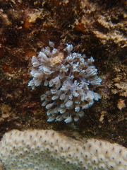 Sansibia