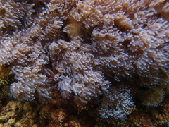 Sansibia