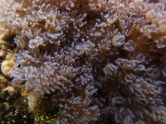 Sansibia