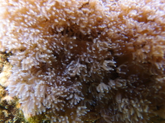 Sansibia