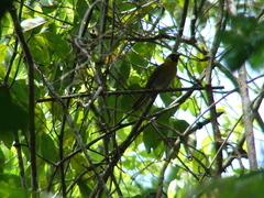 Caryothraustes poliogaster