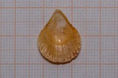 Talochlamys multistriata