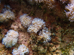 Sansibia