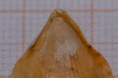 Talochlamys multistriata