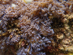 Sansibia