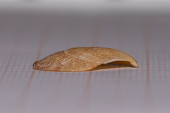 Talochlamys multistriata