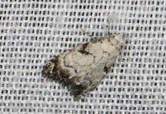 Nola semograpta
