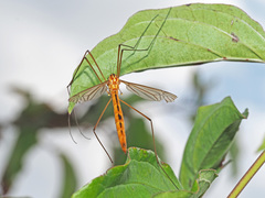 Nephrotoma flavescens