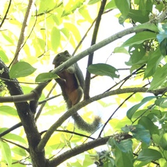 Callosciurus notatus