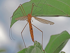 Nephrotoma flavescens