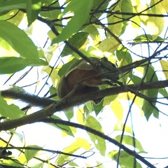 Callosciurus notatus