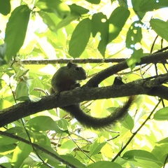 Callosciurus notatus