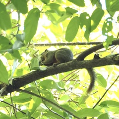 Callosciurus notatus