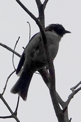 Melithreptus affinis