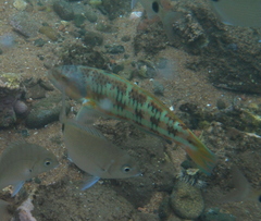 Thalassoma trilobatum