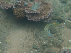 Thalassoma trilobatum