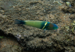 Thalassoma hebraicum