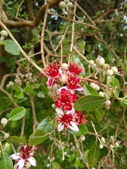 Feijoa
