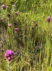 Castilleja exserta