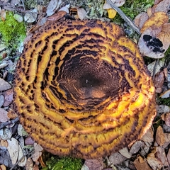 Austropaxillus squarrosus