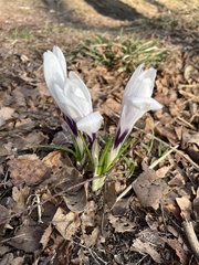 Crocus