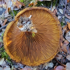 Austropaxillus squarrosus