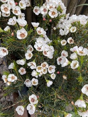 Chamelaucium