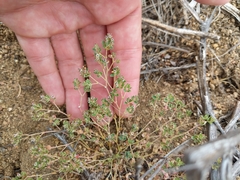 Euphorbia polycarpa polycarpa
