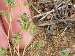 Euphorbia polycarpa polycarpa