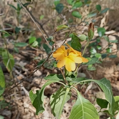 Crossandra infundibuliformis