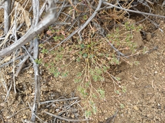 Euphorbia polycarpa polycarpa