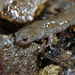 Korean Small Salamander - Photo (c) Kim, Hyun-tae, some rights reserved (CC BY-NC-SA), uploaded by Kim, Hyun-tae