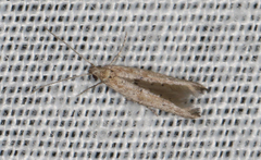 Epermeniidae
