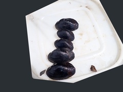 Obovalis omiensis