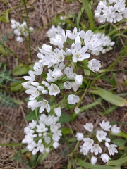 Allium neapolitanum