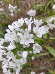 Allium neapolitanum