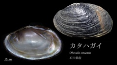 Obovalis omiensis